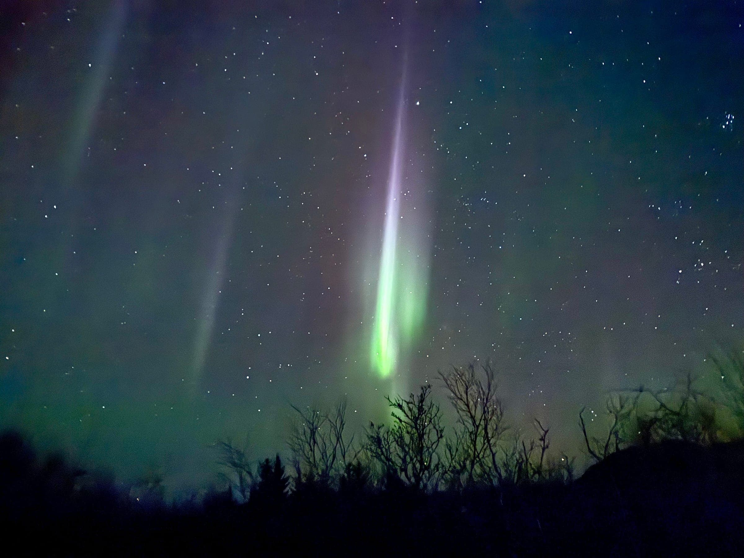 A tall beam of green and violet northern lights rising above bare birches under a starry sky