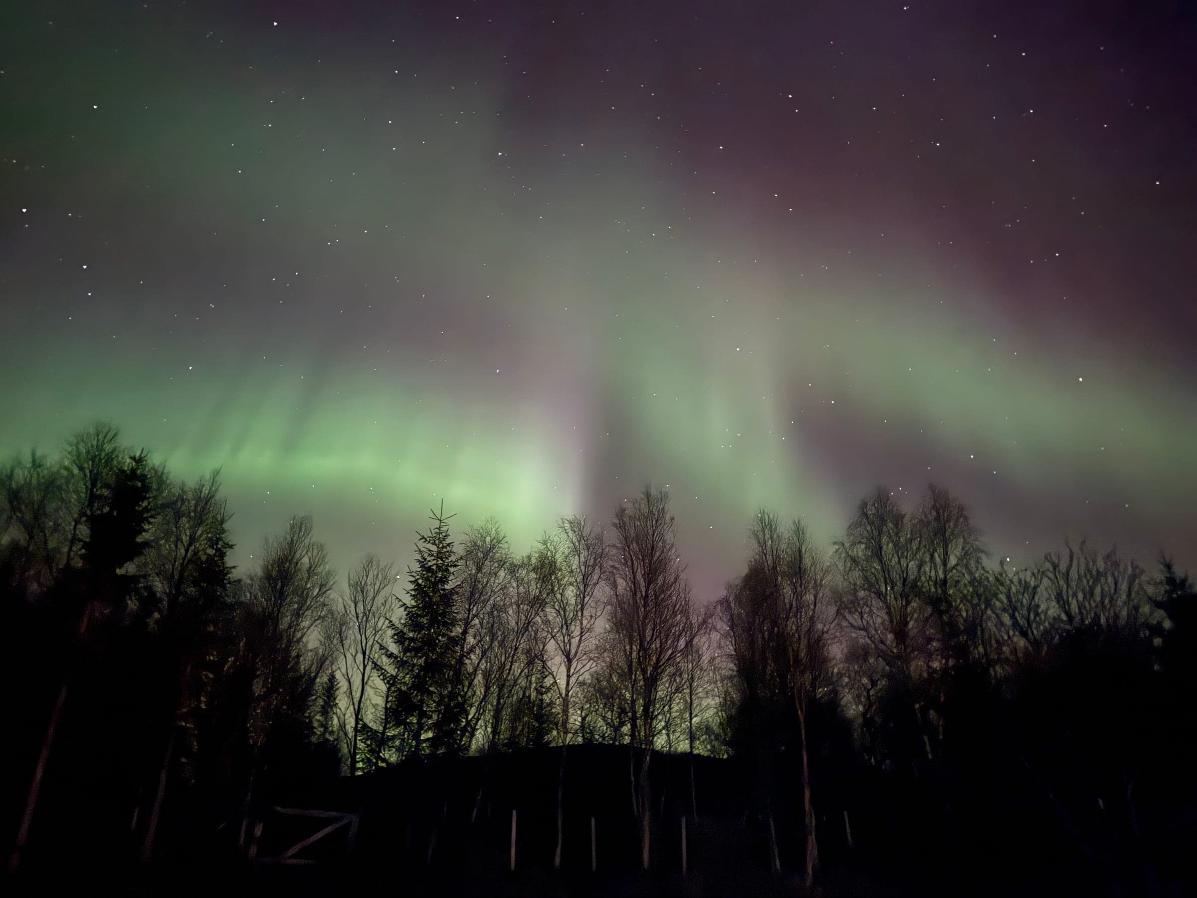 Green and violet northern lights rising above a dark line of birch and spruce