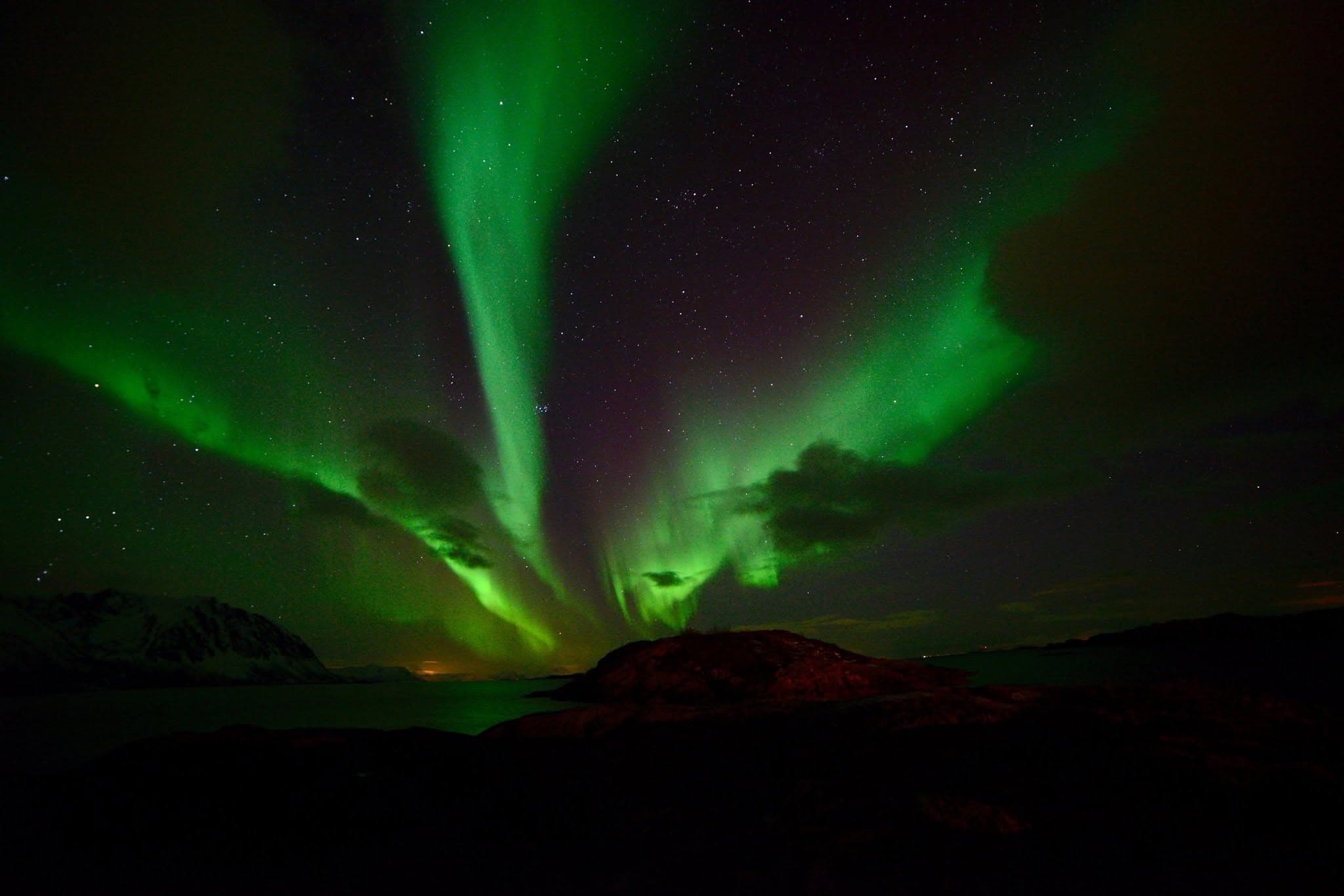 Green northern lights streaming up across a starry sky above a dark shoreline