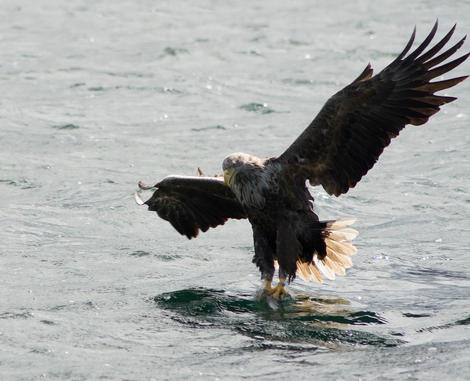 A white-tailed eagle with its wings raised, talons in the water as it takes a fish from the surface