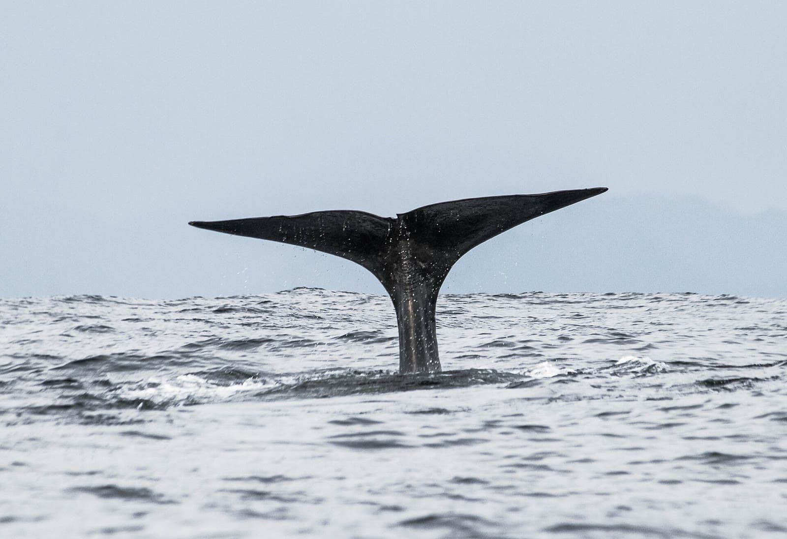 The tail of a sperm whale rising out of the sea off Andenes before it dives